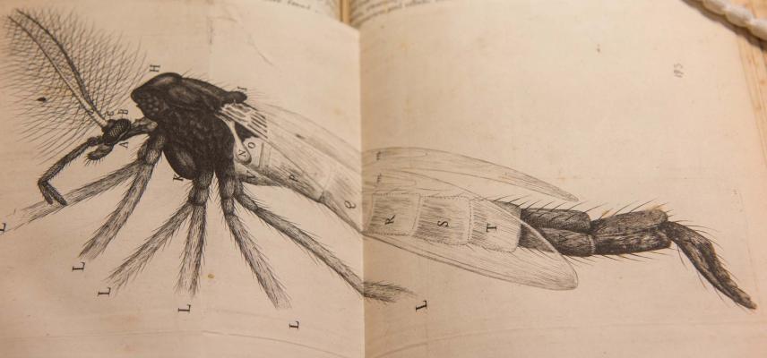 nhm and mhs by john cairns 26 10 18 92